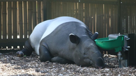 Lyon : il faut désormais présenter son pass sanitaire pour accéder au zoo du parc de la Tête d’Or