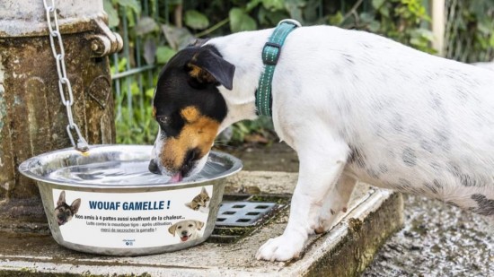 La mairie de Bron attache des "wouaf gamelles" aux fontaines d'eau potable de la ville