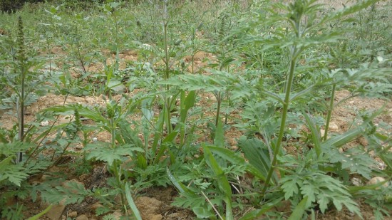 Allergies : un week-end à Lyon placé sous le signe de l’ambroisie