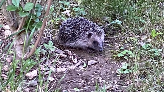 Près de Lyon : un couple arrêté pour avoir capturé 7 hérissons qu'il voulait manger
