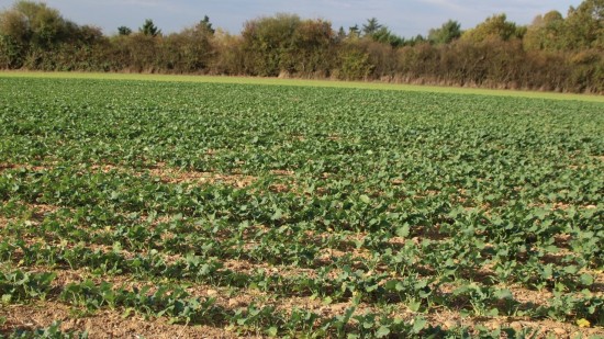 La Métropole de Lyon sur le point de "sacrifier 14 hectares de terres agricoles" pour un cimetière ?