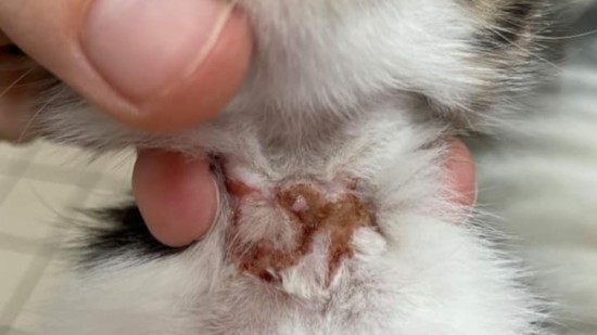 Chats brûlés et torturés : l’horreur dans un appartement près de Lyon