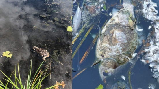 Lyon : les animaux d'un bassin de la Confluence tués par une algue invasive ? Lyon : les animaux d'un bassin de la Confluence tués par une algue invasive ?
