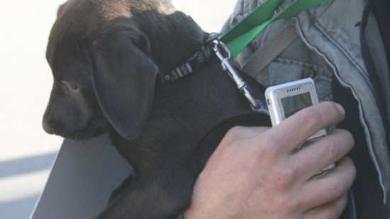 Casting à Lyon : TFX à la recherche de propriétaires de chiens voulant trouver l'amour