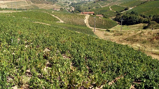 Près de Lyon : renversée au milieu des vignes, la victime dans un état grave, le chauffard en fuite Près de Lyon : renversée au milieu des vignes, la victime dans un état grave, le chauffard en fuite