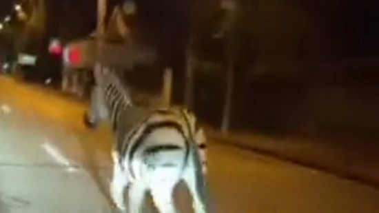 Près de Lyon : et maintenant un zèbre en fuite dans les rues de Saint-Priest !