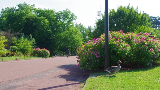 Quatrième fleur confirmée pour Lyon