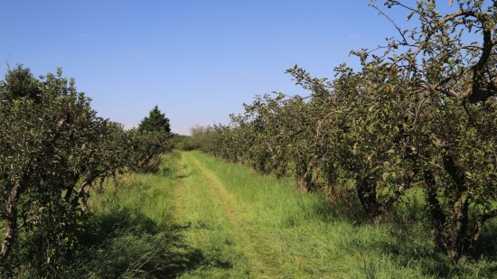 Métropole de Lyon : 82 000 euros débloqués pour les arboriculteurs victimes du gel