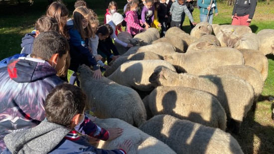 Des moutons dans la ville : départ de la transhumance du Grand Lyon