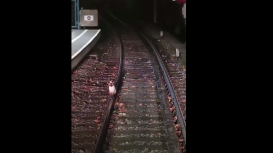 Lyon : un chat s’installe sur les rails du métro et ne veut plus bouger– VIDEO 