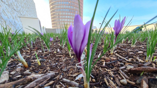 On a visité la safranière installée sur les toits du centre commercial de la Part-Dieu à Lyon !