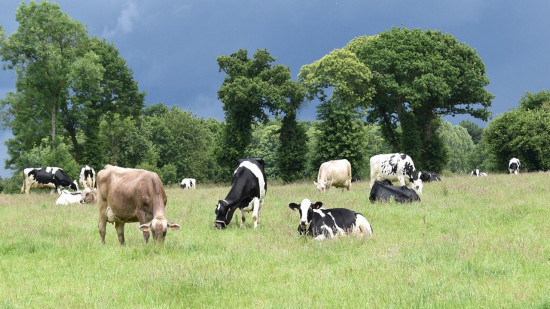 Terrible drame près de Lyon : un octogénaire meurt piétiné par une vache