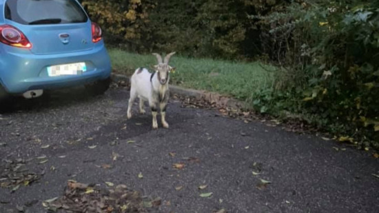 Près de Lyon : un bouc se balade en ville et échappe aux policiers durant une semaine