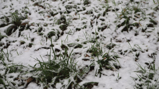 Lyon et Rhône : un peu de neige au réveil Lyon et Rhône : un peu de neige au réveil