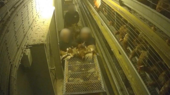 L’horreur dans un élevage de poules : une nouvelle vidéo choc de L214
