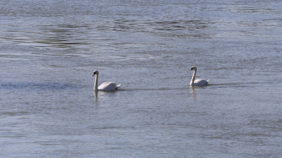 Près de Lyon : la grippe aviaire fait son retour dans la Dombes