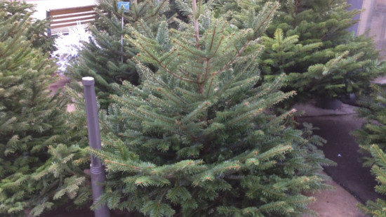 Lyon : un incendie se déclare dans un point de collecte de sapins de Noël