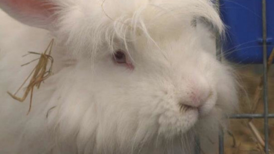 Une manifestation à Lyon pour dénoncer l'exploitation des lapins angora Une manifestation à Lyon pour dénoncer l'exploitation des lapins angora