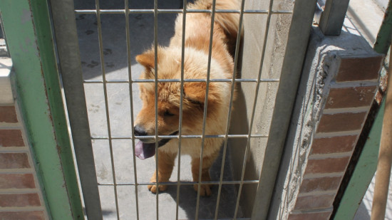 Près de Lyon : une journée de l’adoption ce samedi à la SPA de Brignais