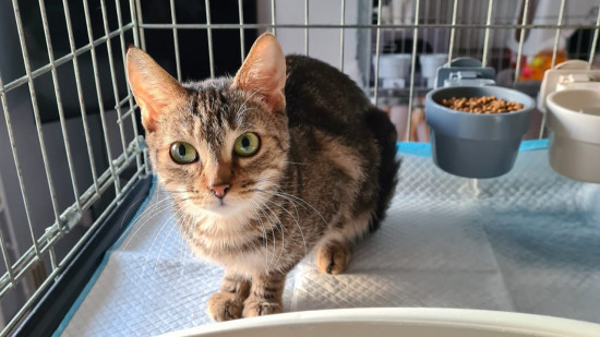 Près de Lyon : elle vivait avec une quarantaine de chats dans son appartement Près de Lyon : elle vivait avec une quarantaine de chats dans son appartement