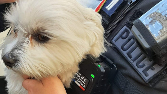 Lyon : six mois de prison ferme pour le kidnappeur d’un chiot