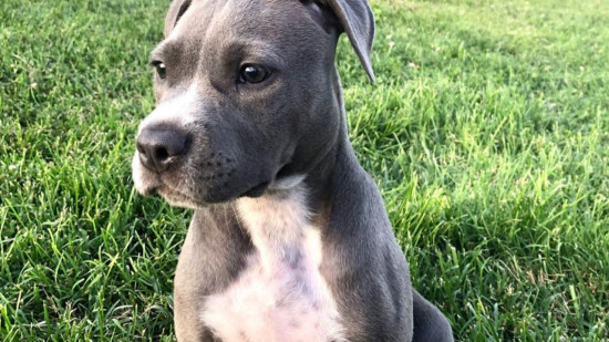 Lyon : une femme séquestrée dans le 6e arrondissement, son chiot kidnappé