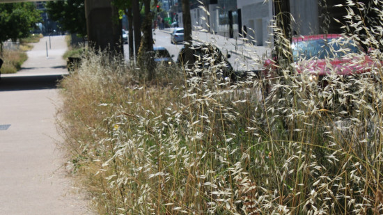 Marjorie Musy : "Si on veut agir sur les températures en ville, il faut planter partout dans Lyon"