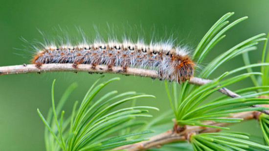 Lyon : les chenilles processionnaires sont de retour