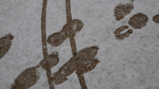 Jusqu'à 5 cm de neige attendus cette nuit dans la métropole de Lyon ! Jusqu'à 5 cm de neige attendus cette nuit dans la métropole de Lyon !