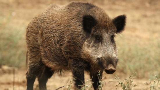 Les habitants de la métropole de Lyon appelés à signaler la présence de sangliers !