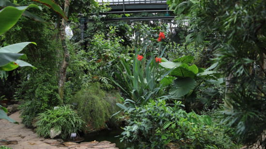 Rénovation des serres et des jardins : la Ville de Lyon consacrera 10 millions d’euros au Parc de la Tête d’Or