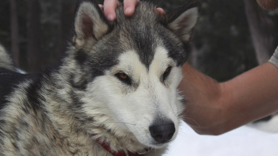 Près de Lyon : une enquête ouverte après la découverte de sept chiens enfermés dans un fourgon