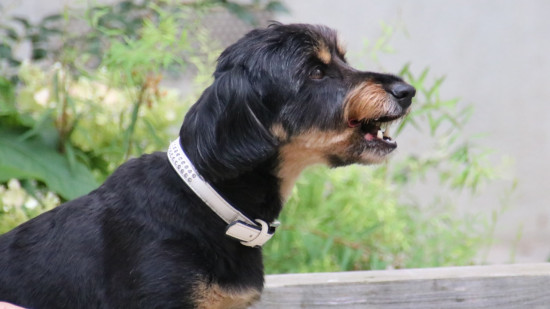 Ville où il fait bon vivre avec son chien : Lyon très mal classée !