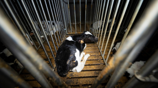 L214 publie une nouvelle enquête sur le traitement des veaux