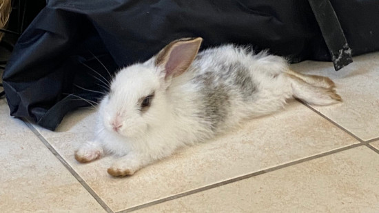 Lyon : un lapin perdu fait le buzz sur Twitter