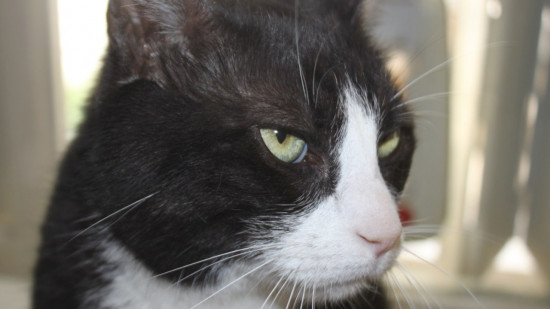 La SPA de Lyon à la rescousse des animaux isolés