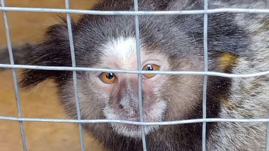Un singe découvert dans un jardin de la Métropole de Lyon !