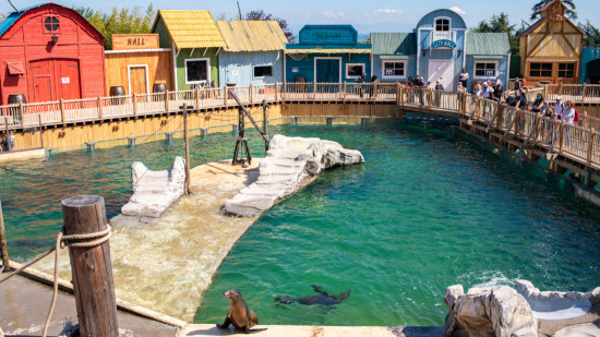 Le Safari de Peaugres inaugure "sa baie des otaries"