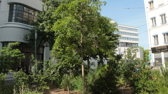 Lyon : le "plan nature" se déploie concrètement dans le 7e arrondissement