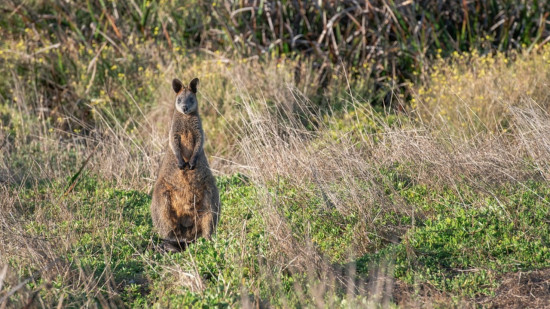 Un wallaby perdu dans le Rhône