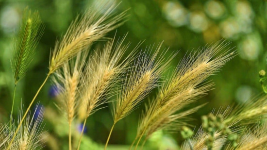 De plus en plus d’épillets à Lyon : Les propriétaires de chiens furieux contre les écologistes