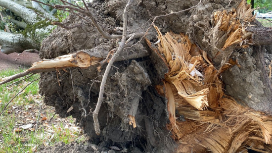A Parilly, la Métropole de Lyon abat des arbres pour les sauver