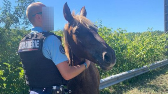 Une trottinette électrique sur l'autoroute, un cheval sur la départementale : un 14 juillet atypique pour les gendarmes du Rhône