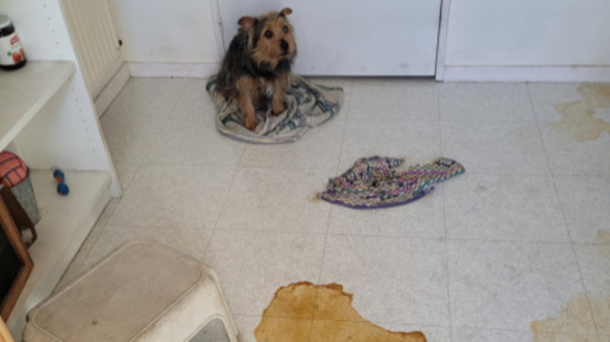 Près de Lyon : la SPA et les secours sauvent deux animaux laissés seuls depuis une semaine