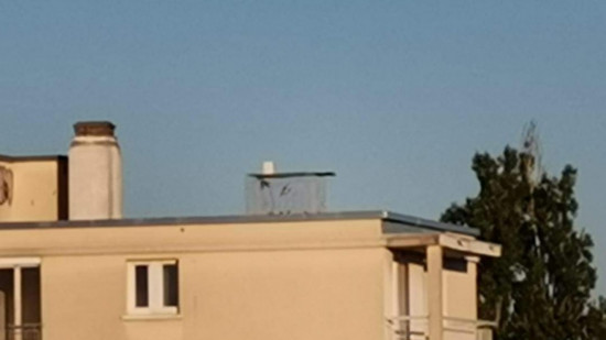 Près de Lyon : la copro fait installer un piège à pigeons, Dignité Animale s’offusque Près de Lyon : la copro fait installer un piège à pigeons, Dignité Animale s’offusque