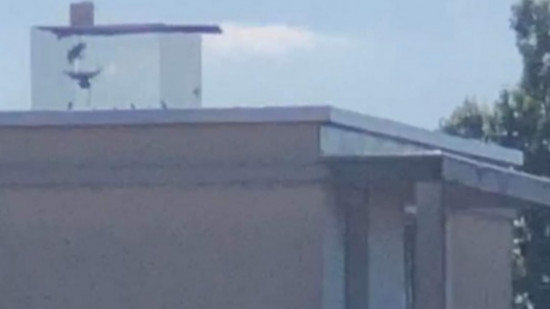 Piège à pigeons près de Lyon : Brigitte Bardot demande au préfet d’intervenir