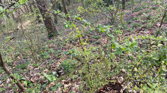 Sécheresse et risque d’incendies : l’accès de certaines forêts du Rhône limité par la préfecture