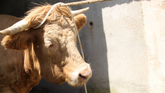 Près de Lyon : naissance exceptionnelle d’un veau à deux têtes Près de Lyon : naissance exceptionnelle d’un veau à deux têtes