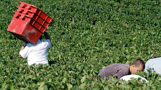 Près de Lyon : les vendanges débutent dans le Beaujolais !