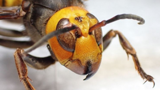 Dans la région : des cyclistes entre la vie et la mort après avoir été attaqués par des frelons Dans la région : des cyclistes entre la vie et la mort après avoir été attaqués par des frelons
